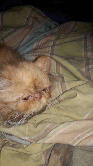 gatito persa macho 5 meses