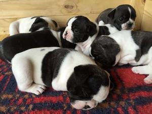 Cachorros De Bulldog Frances