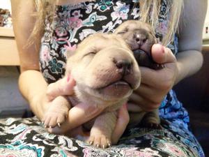 Cachorros shar pei