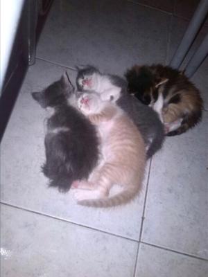 Doy en adopción 3 gatitos machos