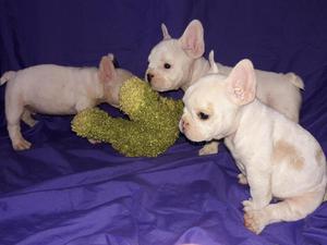 CACHORROS BULLDOG FRANCES CON FCA