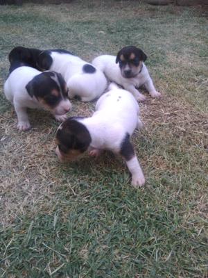 Cachorros jack Russell