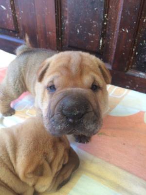 Cachorros shar pei