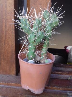 Cactus super espinoso