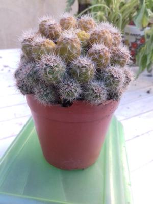 Cactus super gordito