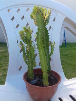 Cactus triple en maceta