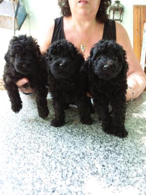 Preciosos Cachorros de Caniches Mini Toy Negros