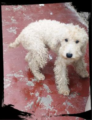 Vendo Caniche Toy De 8 Meses