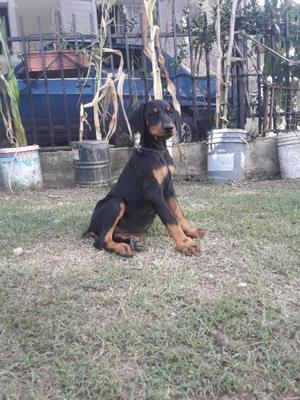 Vendo cachorros Doberman