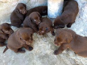 Cachorros de labrador chocolate