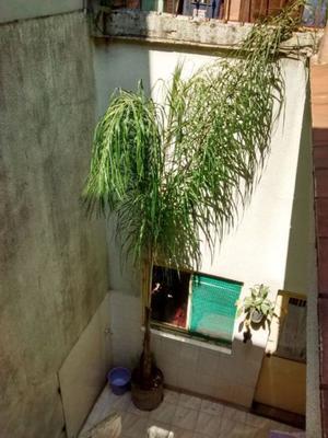 Palmera Pindo 5mts - Zona: Chacarita