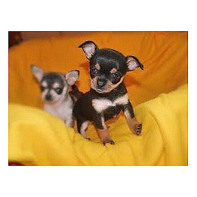 Chihuahua mini negro fuego cachorros 45 dias