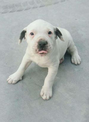 VENDO DOGO ARGENTINO