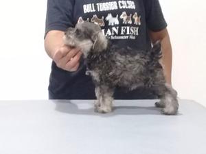 schnauzer mini sal y pimienta