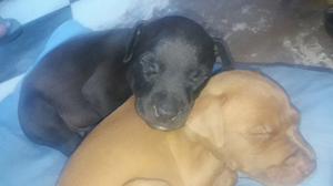 2 Cachoritos pitbull