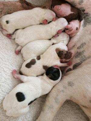 CACHORROS BULLDOG FRANCES VAQUITA