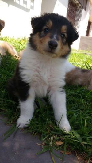 COLLIE ROUGH CACHORRO TRICOLOR