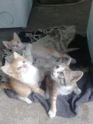 En adopción gatitos lindos