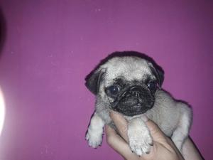 Hermosa Pug Carlino ❤