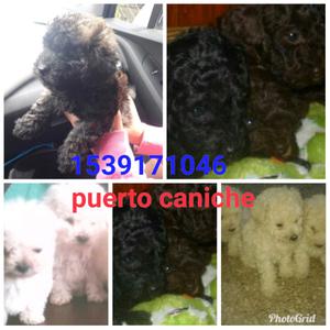 Puerto Caniche. Cachorros bebes