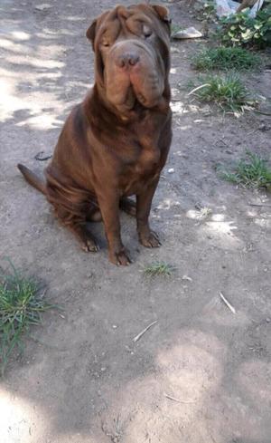 Sharpei Macho 10 meses Chocolate