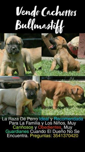 Vendo cachorros Bullmastiff