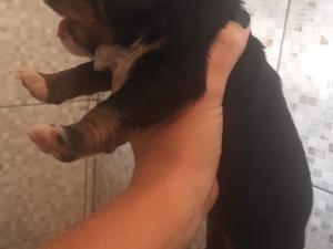 Venta cachorros Boyero de Berna