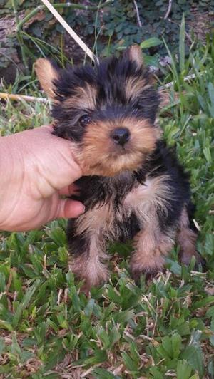 Yorkshire cachorros hembra y machito