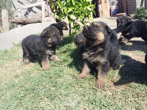 cachorros ovejeros aleman