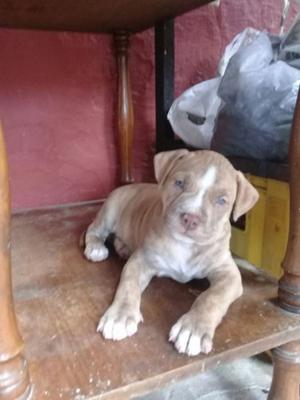 vendo cachorro pit bull