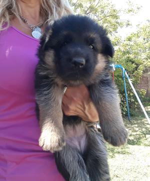 CACHORRO OVEJERO ALEMÁN