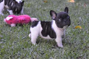 Cachorra Bulldog Frances Hembra