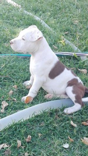 Cachorros Pitbull Hermosos