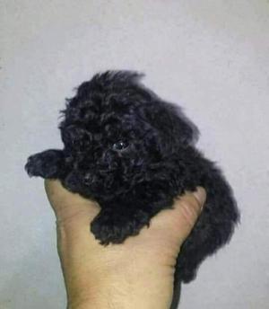 Caniche negra azabache hembrita