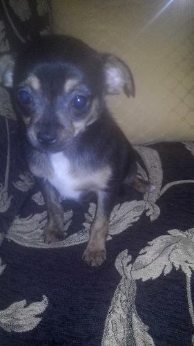 Chihuahua Hembra