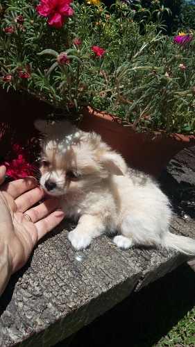 Chihuahua Mini Macho De Pelo Largo Con Papeles Adorable!!!