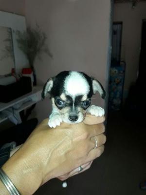 Machito chihuahua disponible