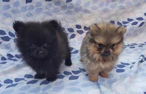 Pomeranias Excelentes