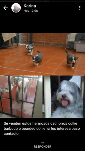 Se venden cachorros collie barbudos