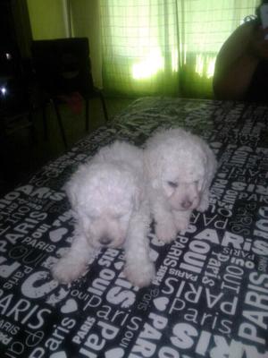 Urgente vendo hermosos perros