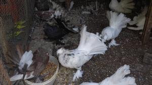 Vendo palomas abanico indias
