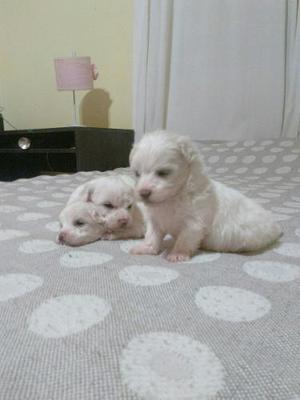 Veterinario Vende Cachorros Malteses Con Garantia Sanitaria