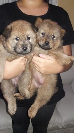 hermosos chow chow