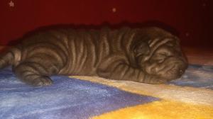 Bodoquitos sharpei ❤❤❤