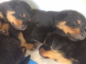 CACHORRAS ROTTWEILER HEMBRITAS!! TARJETAS/ENVIOS