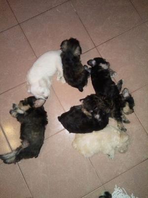 Cachorros Schnauzer miniatura