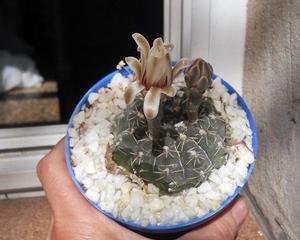 Cactus Gymnocalycium en maceta 10