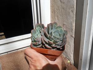 Echeveria secunda dos rosetas maceta 10