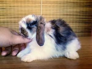 En Venta Conejitas Fuzzy Lop Y Holland Lop.