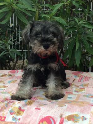 SCHNAUZER mini sal y pimienta cachorra 3 meses